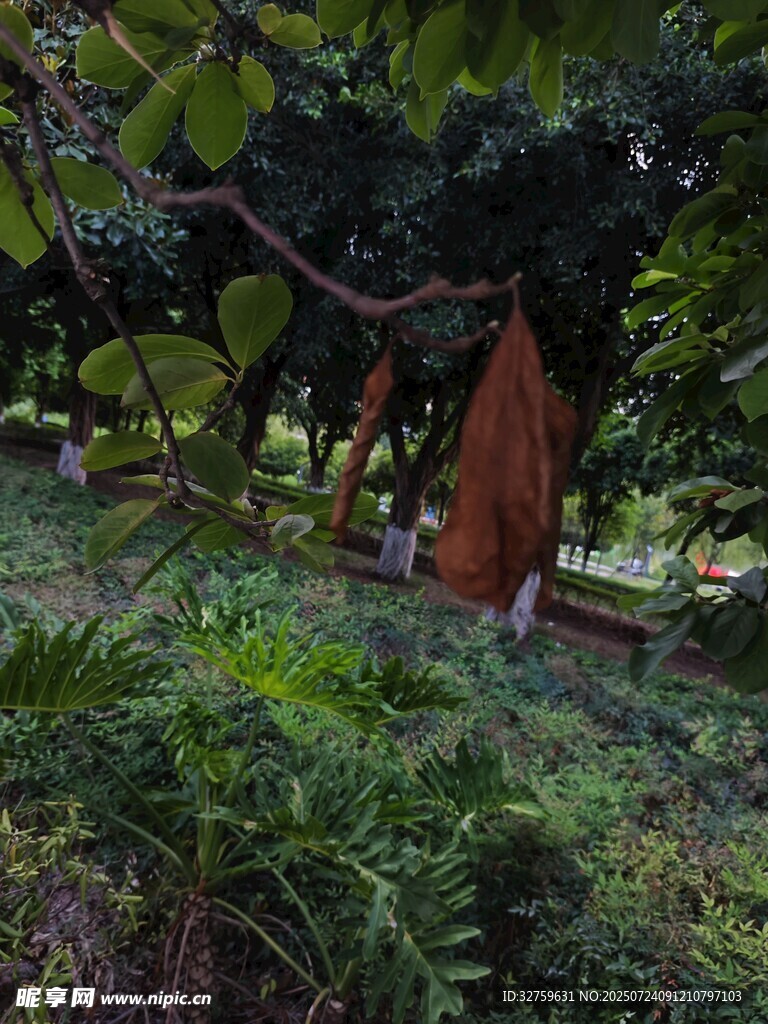 林间橙色帐篷隐于绿植间
