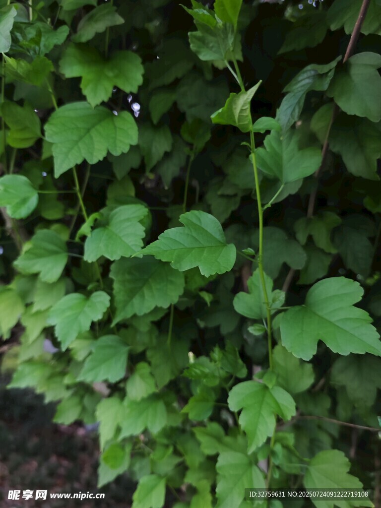 绿叶繁茂的植物景观
