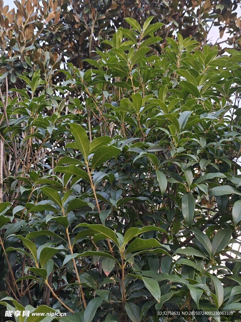 繁茂绿植展现自然生机