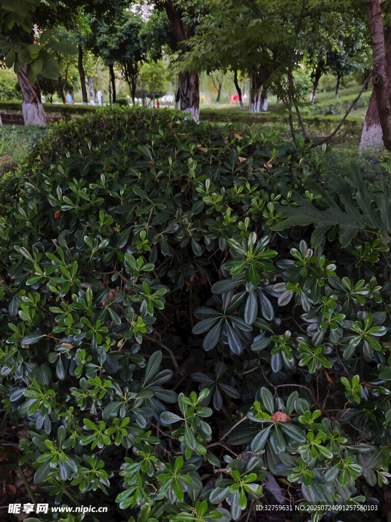 绿意盎然的园林植物景观