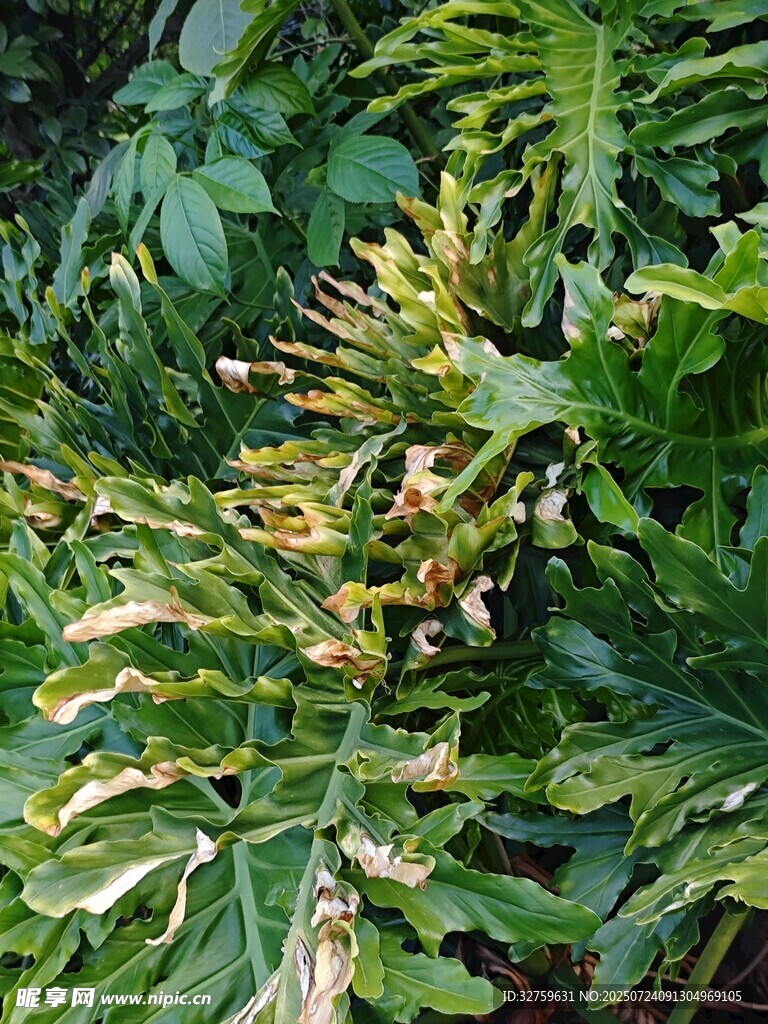 蕨类植物特写