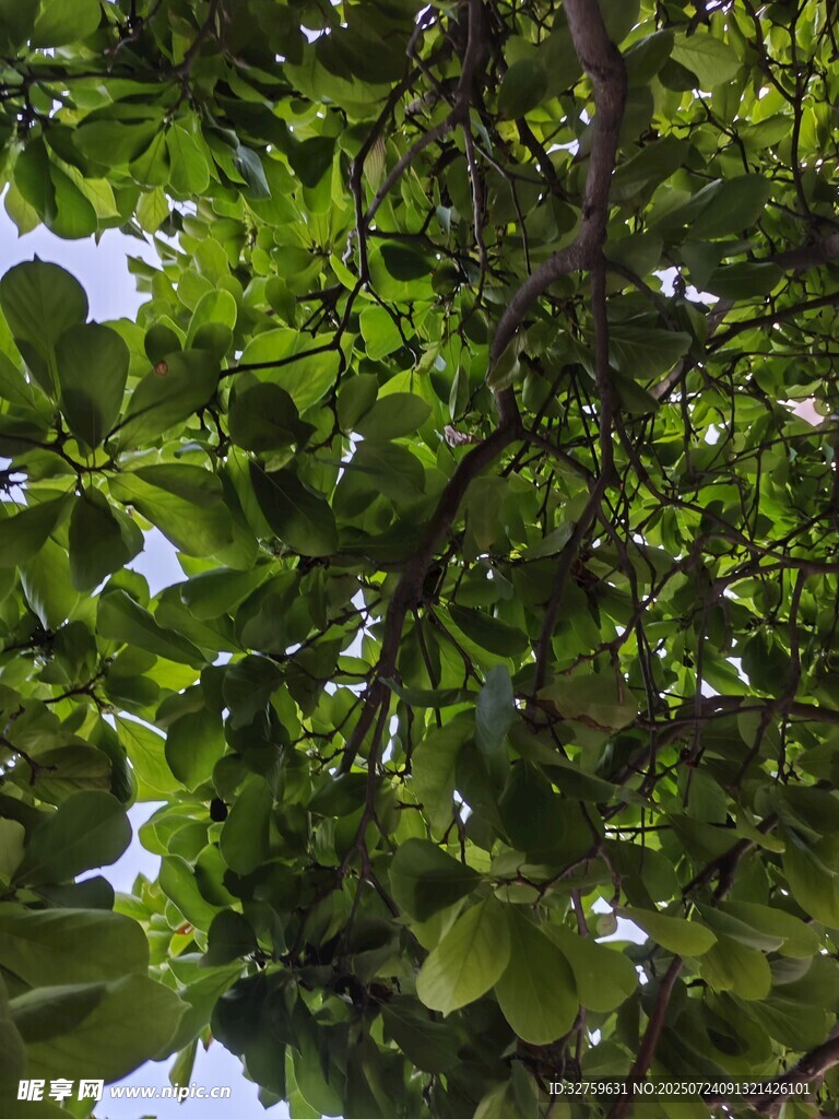 繁茂枝叶下的绿意世界