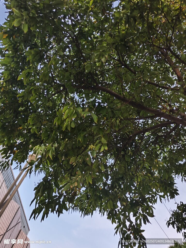 绿叶繁茂的树冠