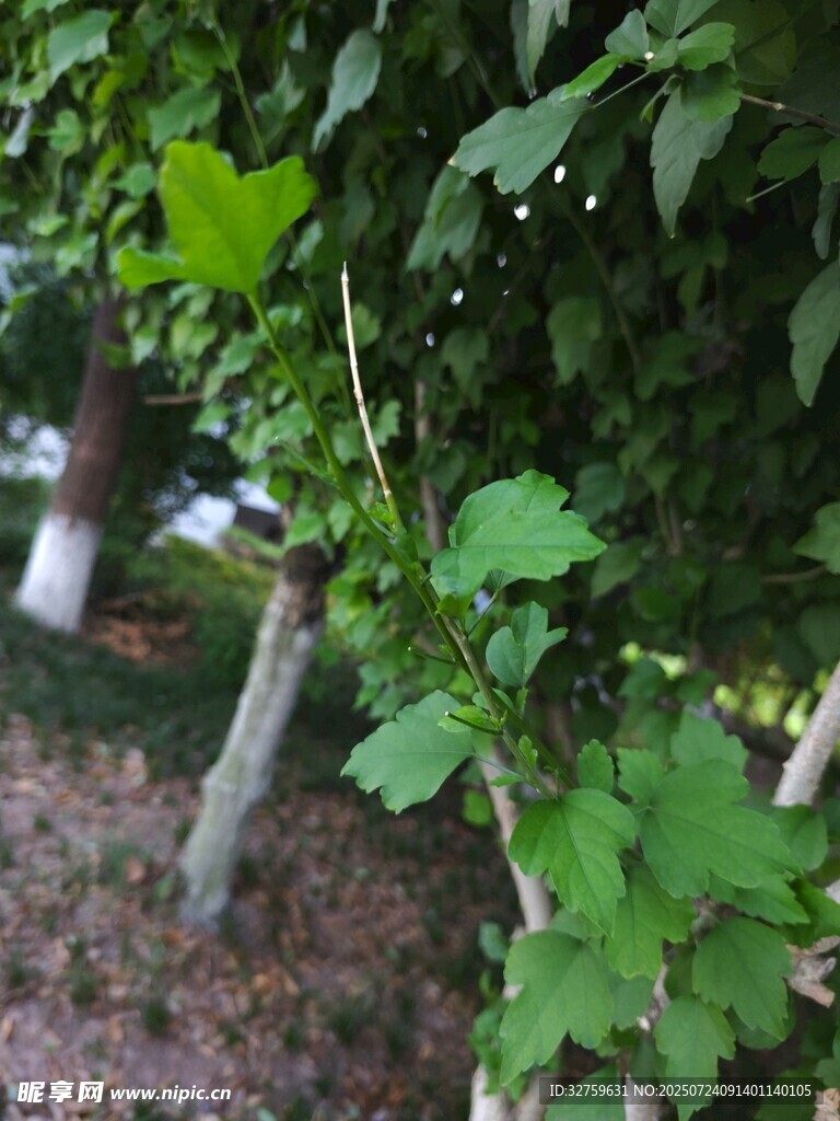 绿叶藤蔓植物特写