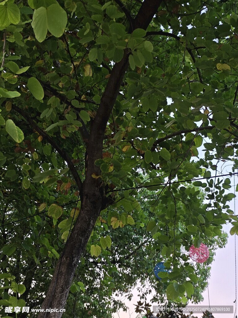 繁茂绿树