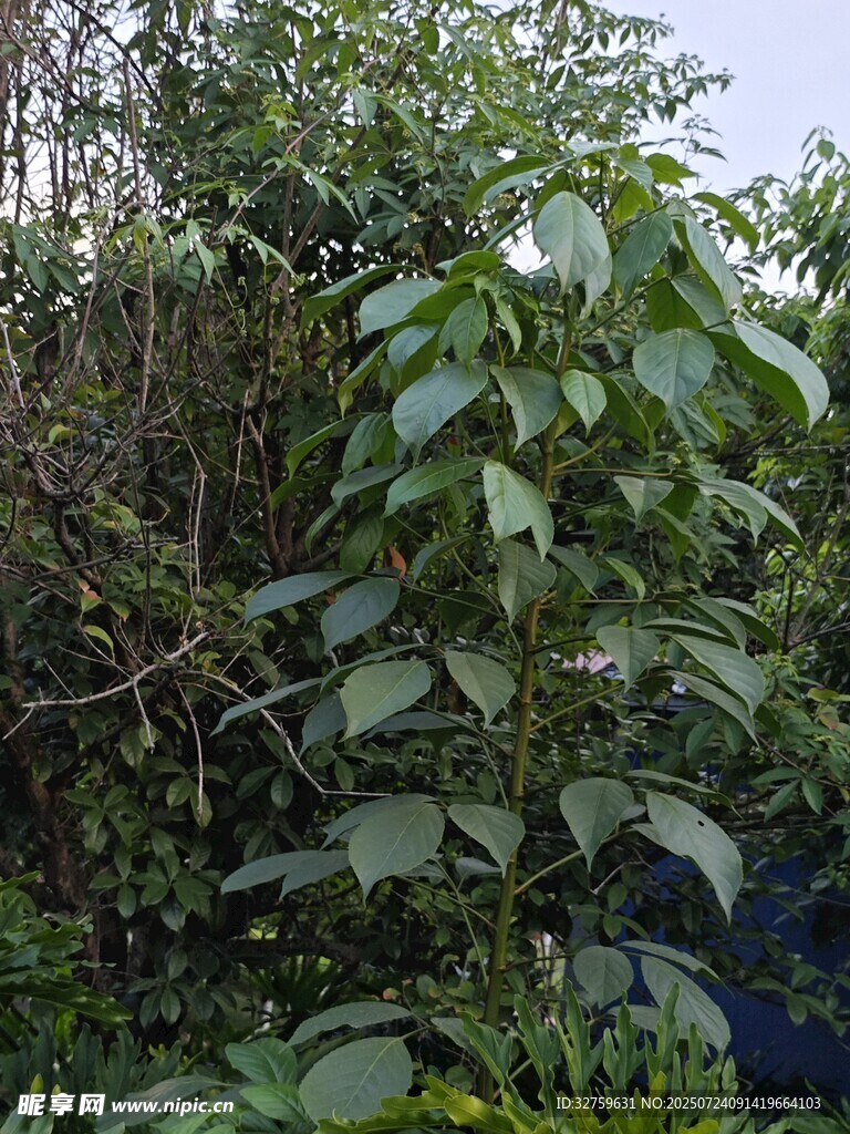 繁茂绿植景观