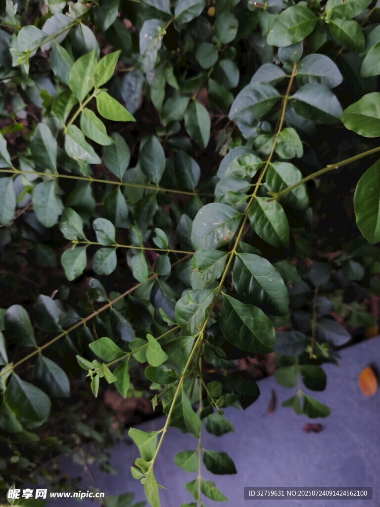 绿叶藤蔓植物细节特写