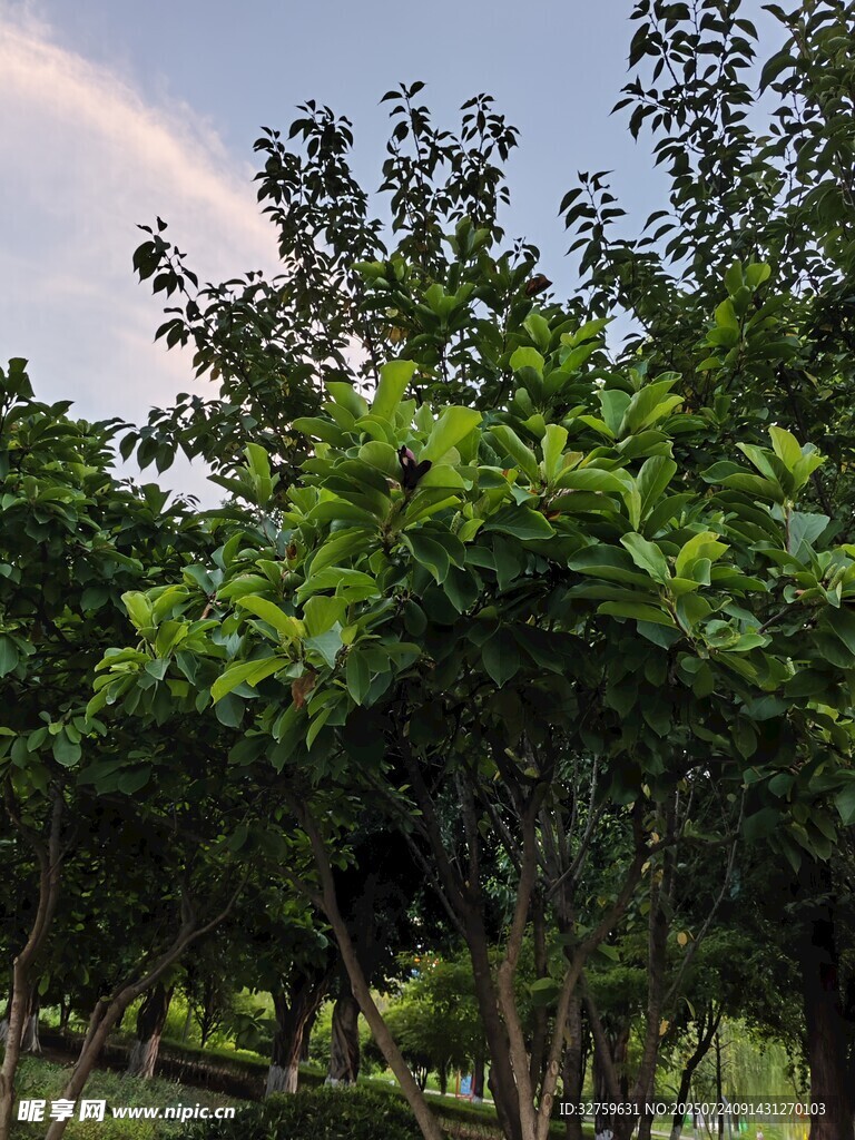 绿树成荫的自然景致