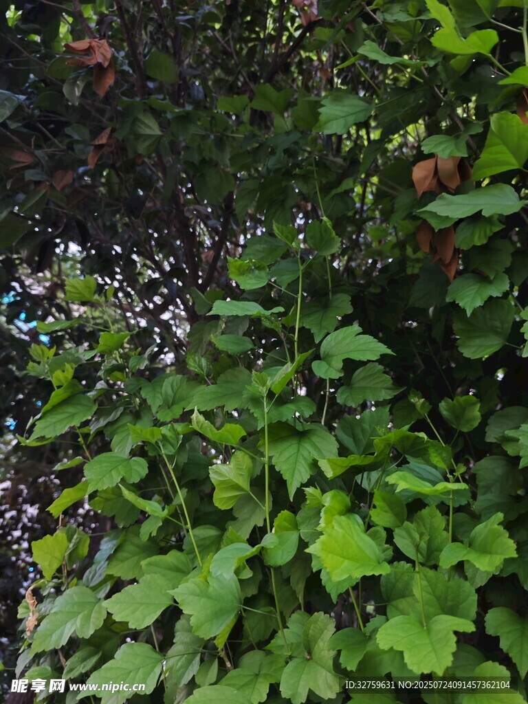 绿叶繁茂的植物景观