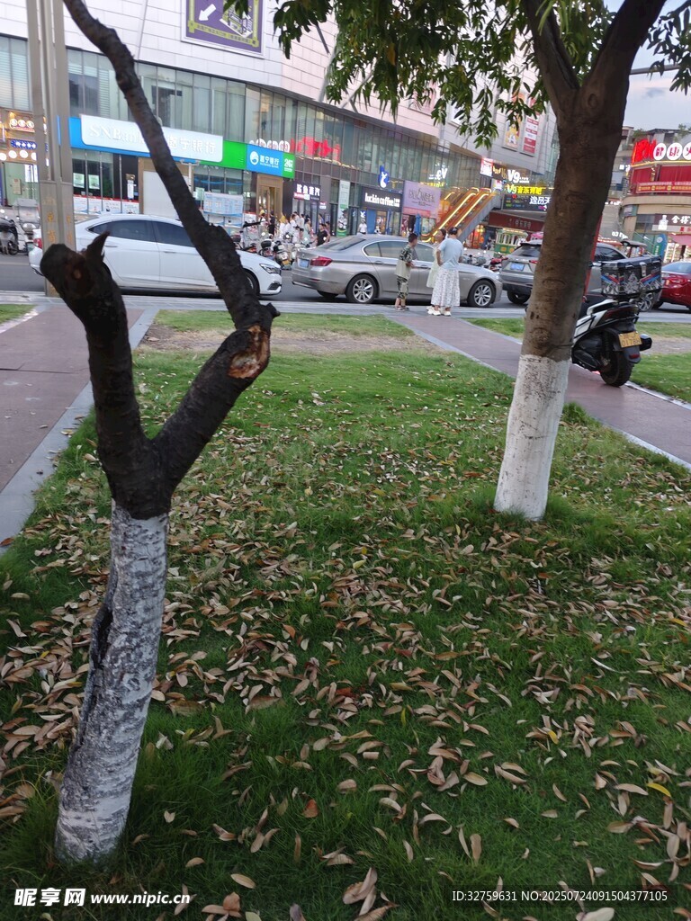 街边树木与草地景象