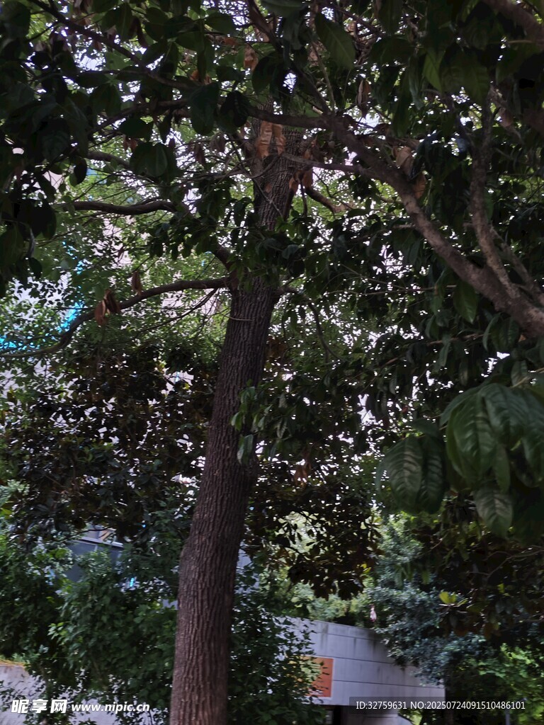 繁茂大树下的户外景象