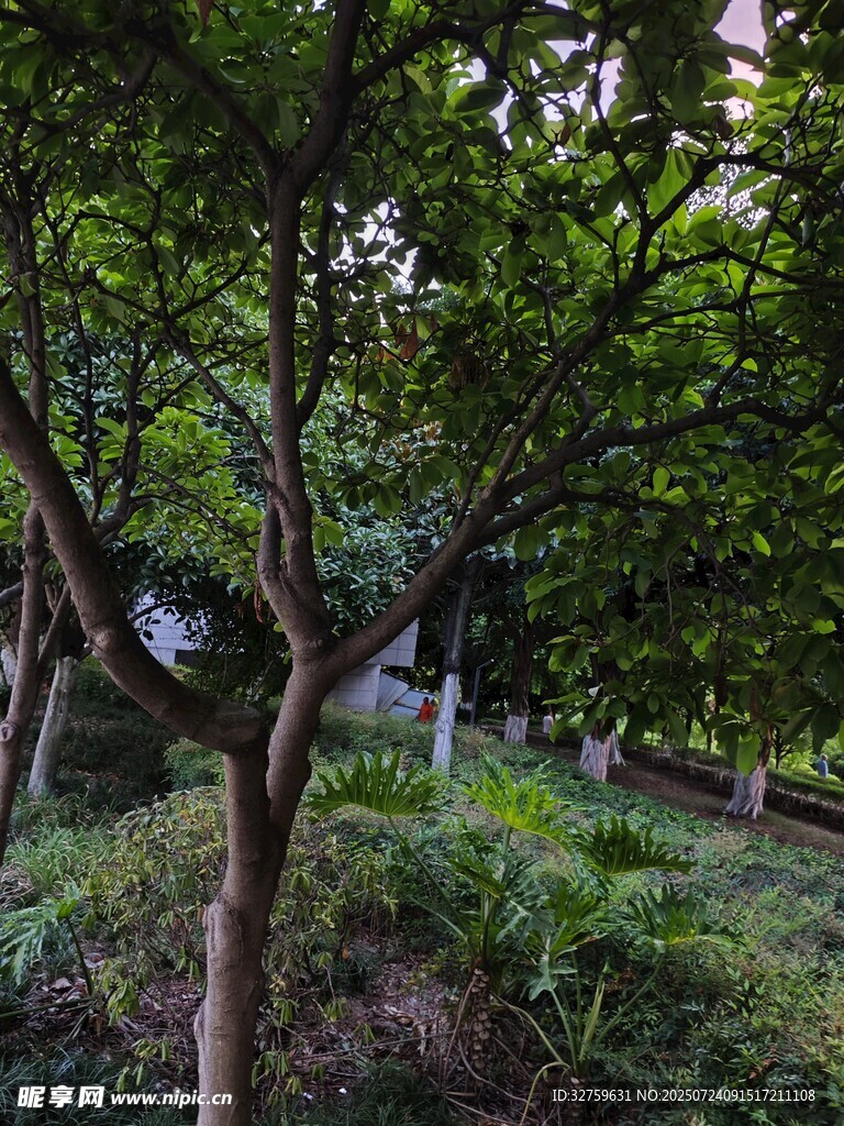 林间绿意盎然的自然景致