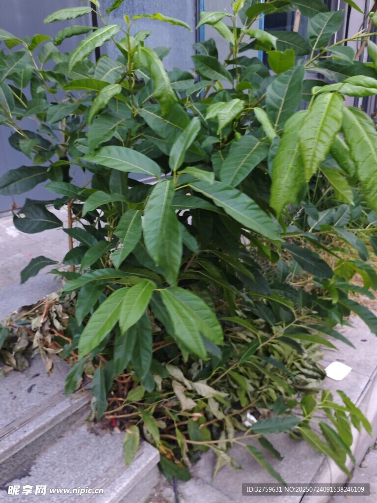 绿叶植物