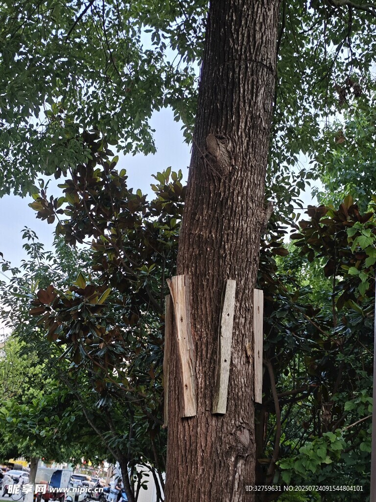 树干上的木质装饰