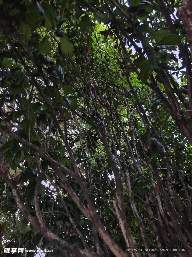 繁茂树林中的交错枝干