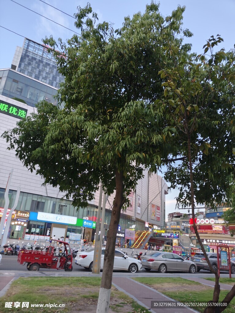 城市街道旁的葱郁绿树