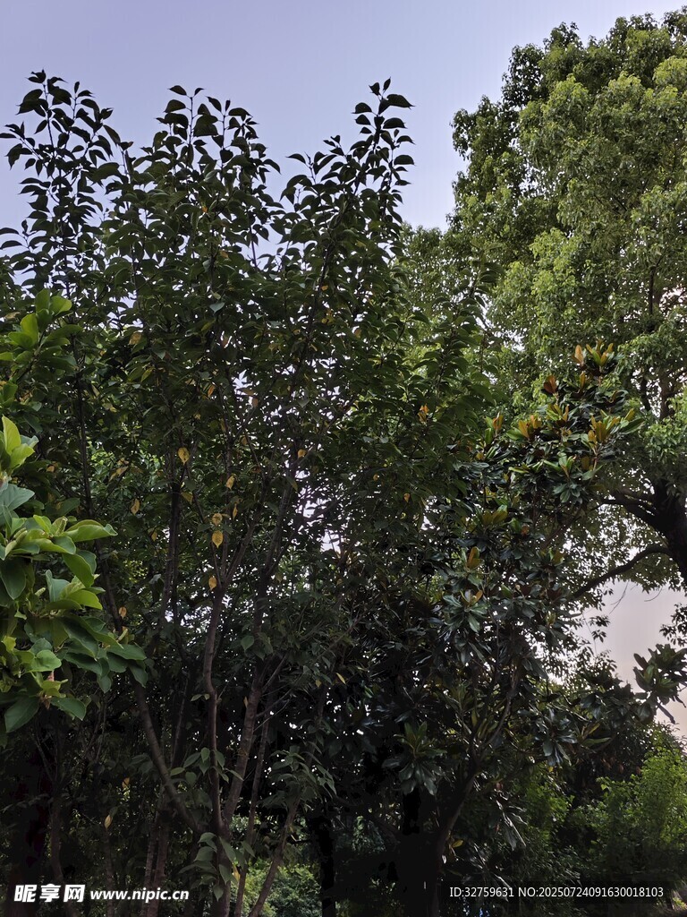 茂密树林景观