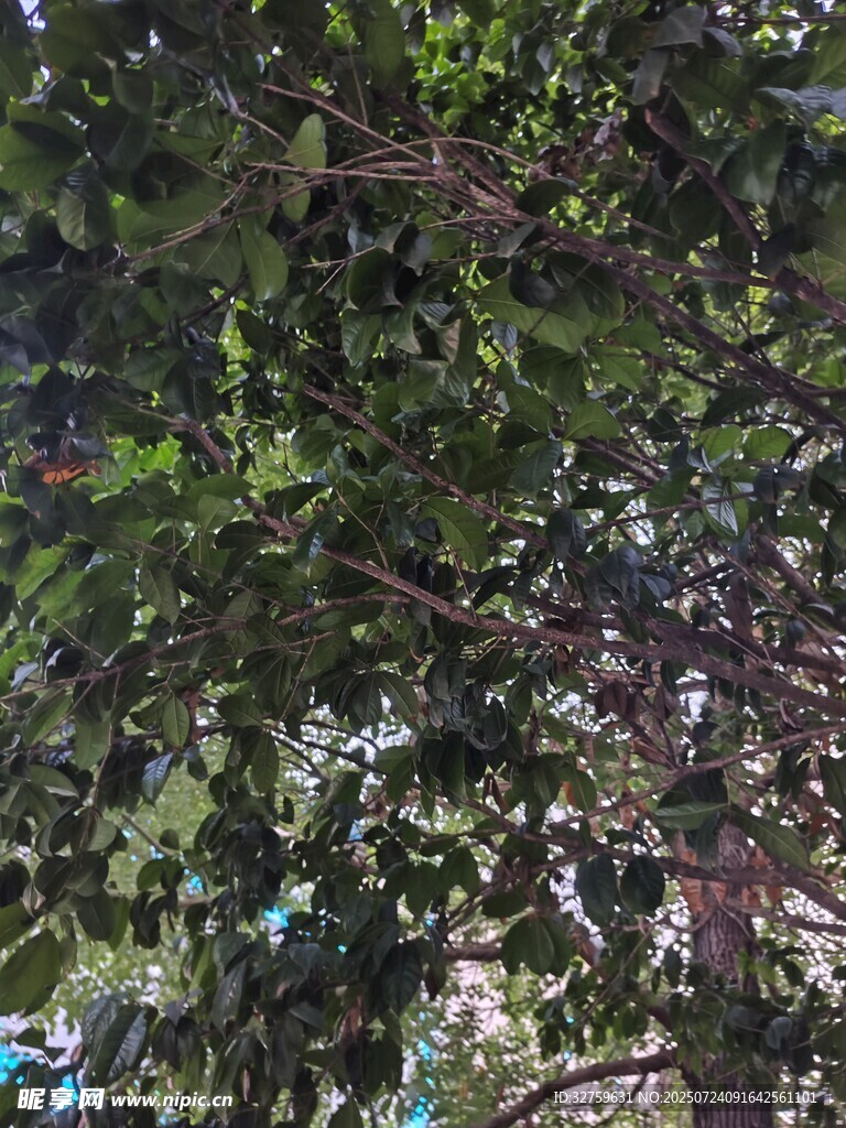 繁茂枝叶间的多彩景象