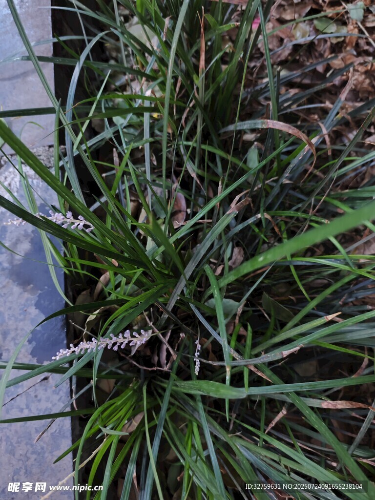 翠绿丛生的野草