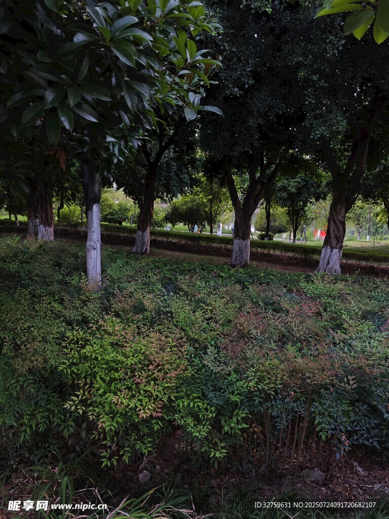 林间绿植景观