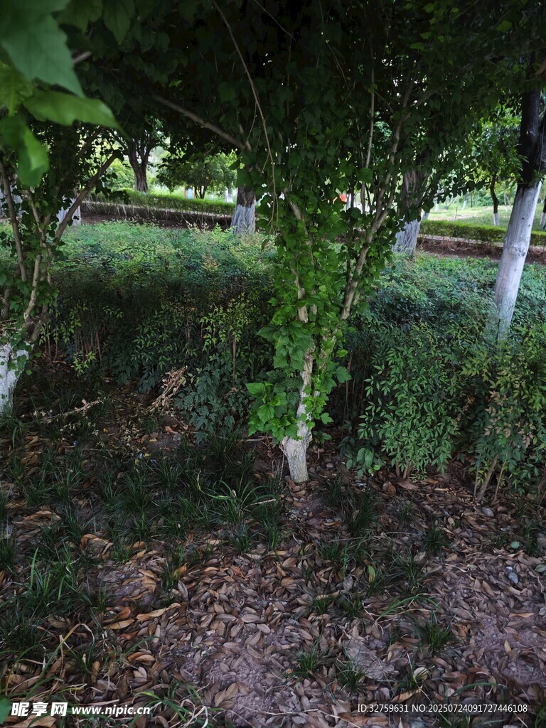 绿意盎然的树林景观