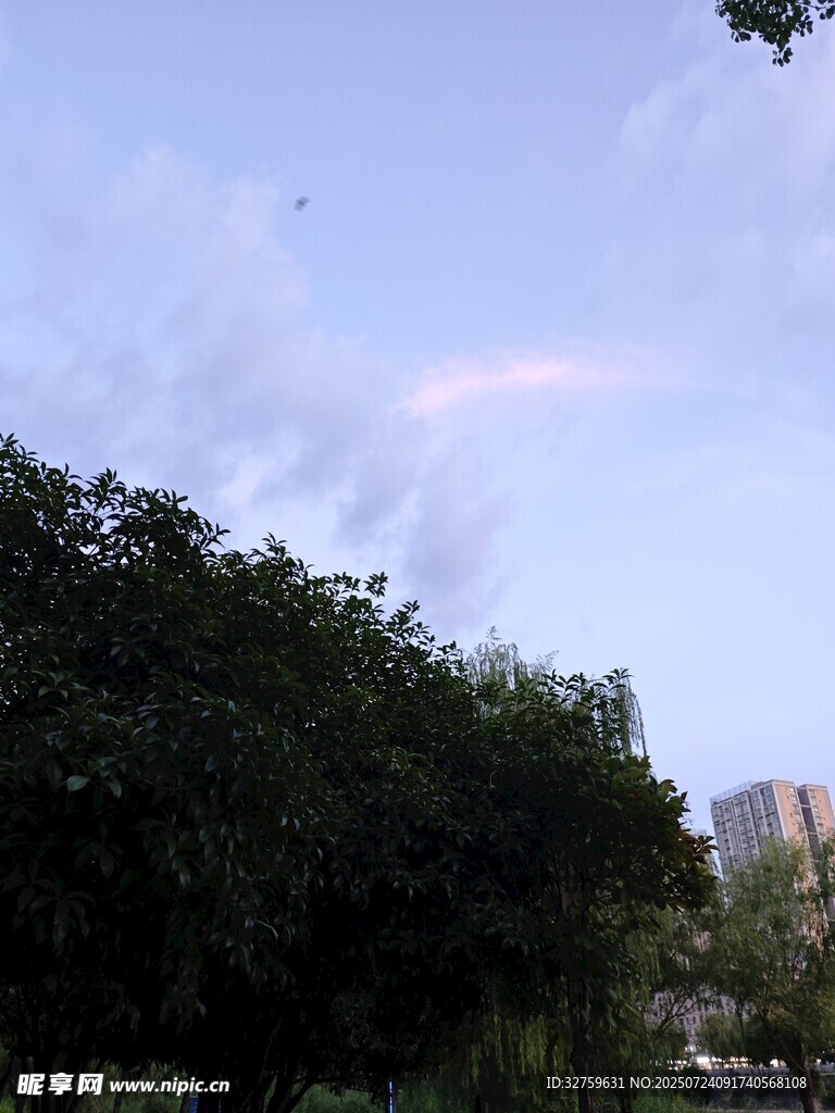 树梢上的绚丽彩虹