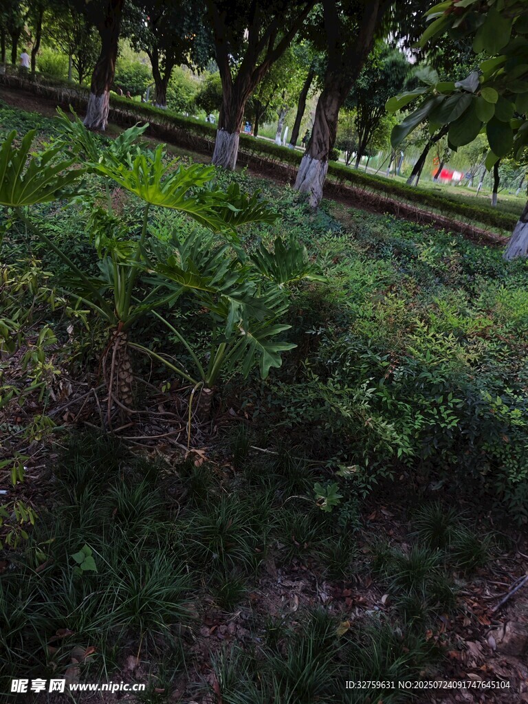 绿意盎然的户外植被景观