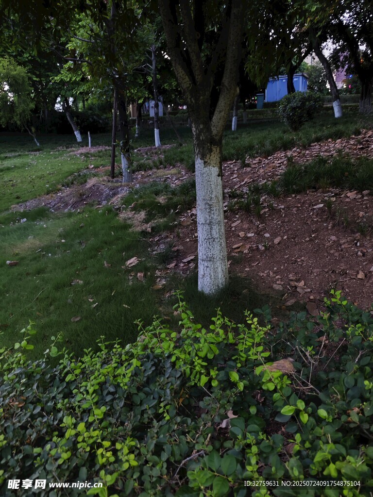公园中葱郁草木与树木