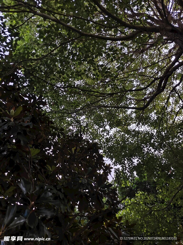 仰视茂密树林枝叶
