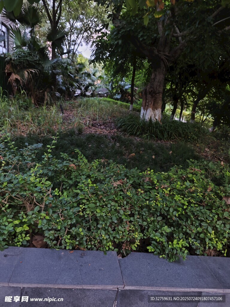 城市中葱郁的绿植景观