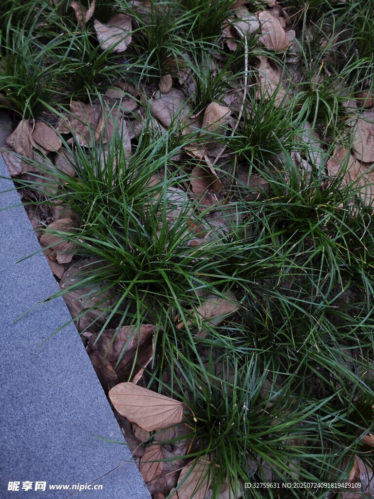 路边翠绿小草与散落枯叶