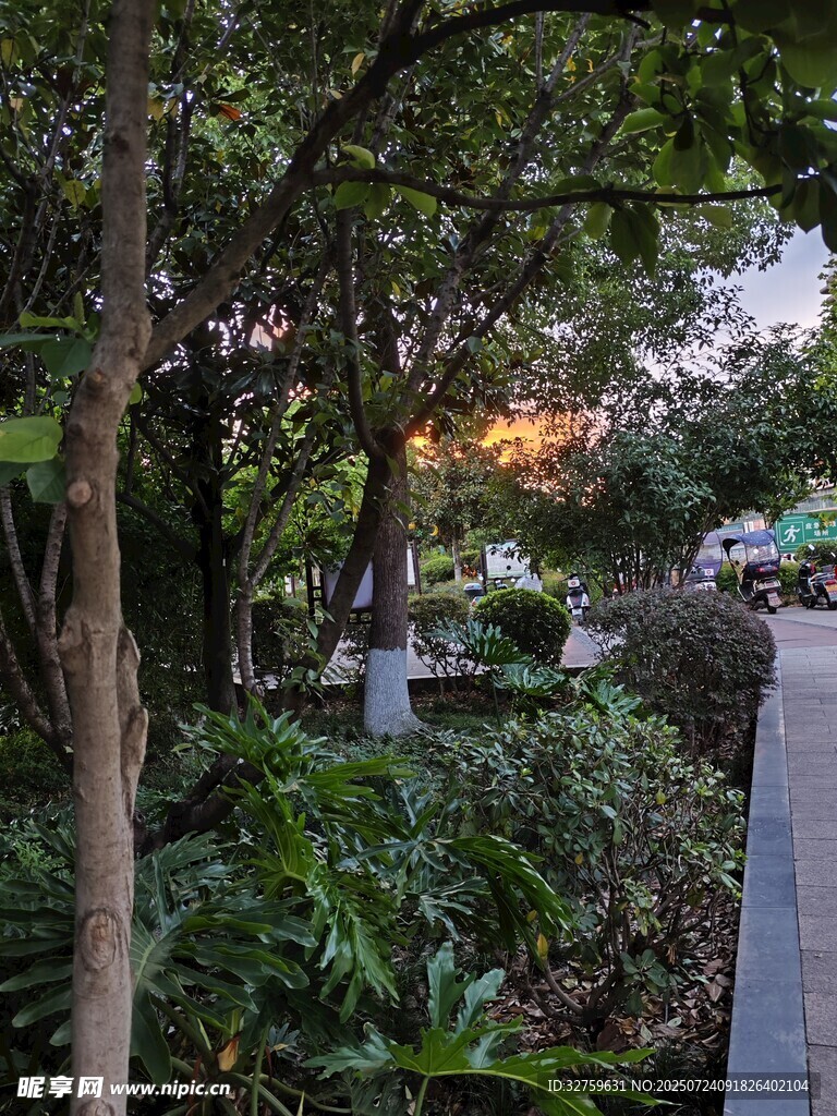 林间小道的静谧绿植景观