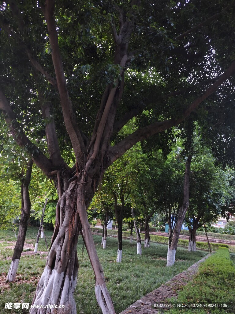 公园中繁茂的大树景观