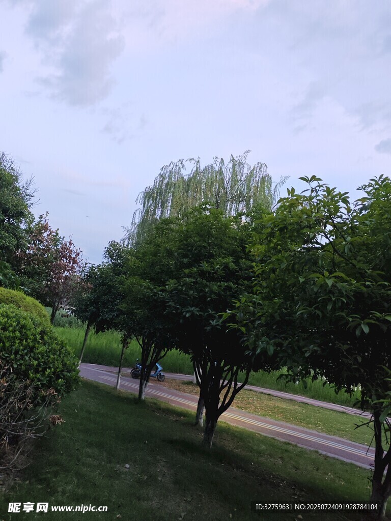 公园绿树成荫的宁静景致