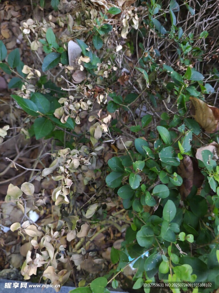地面上的绿植与枯叶