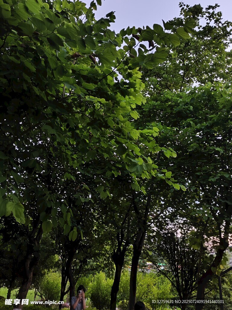 夏日葱郁树林景观