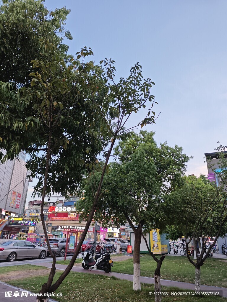 城市街边绿树与休闲场景