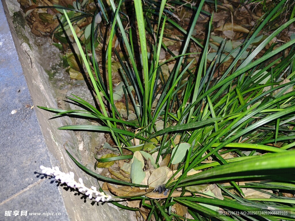 优雅绽放的白色兰花