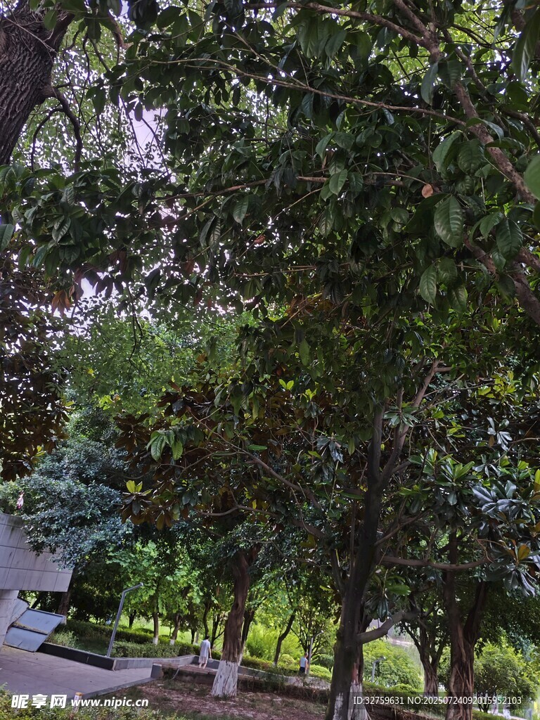公园繁茂绿树景观