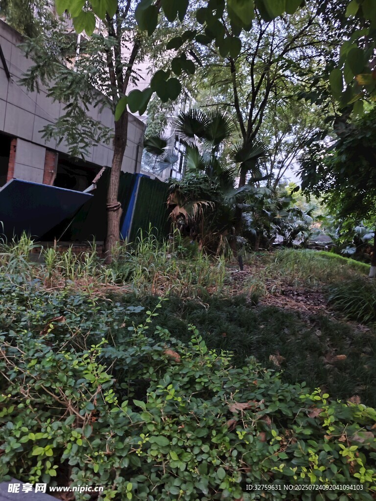 户外绿植环绕的自然场景