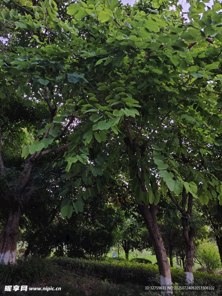 夏日葱郁树林景色