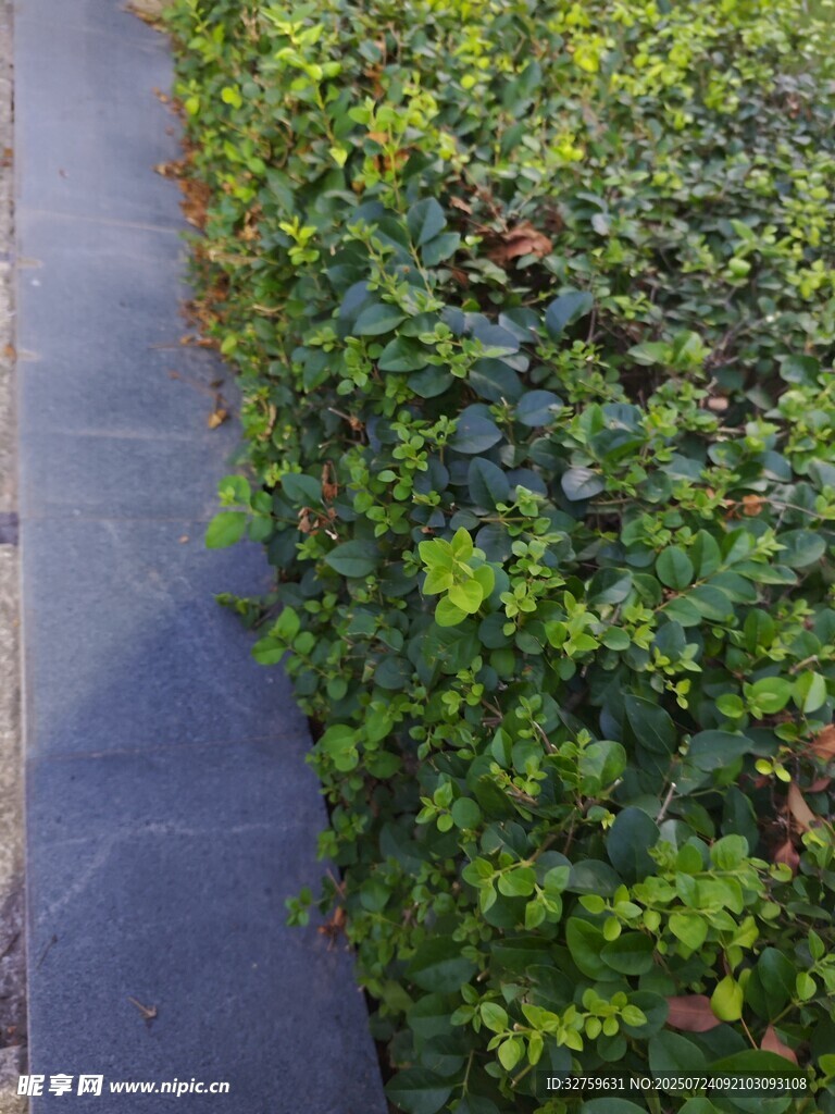 路边翠绿繁茂的灌木丛