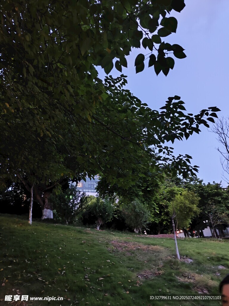 绿意盎然的户外休闲场景