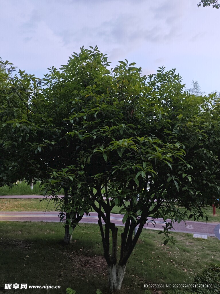 绿树成荫的户外景致