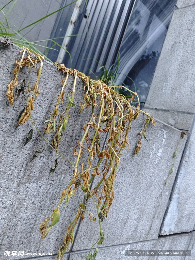 枯萎藤蔓垂于灰色墙面