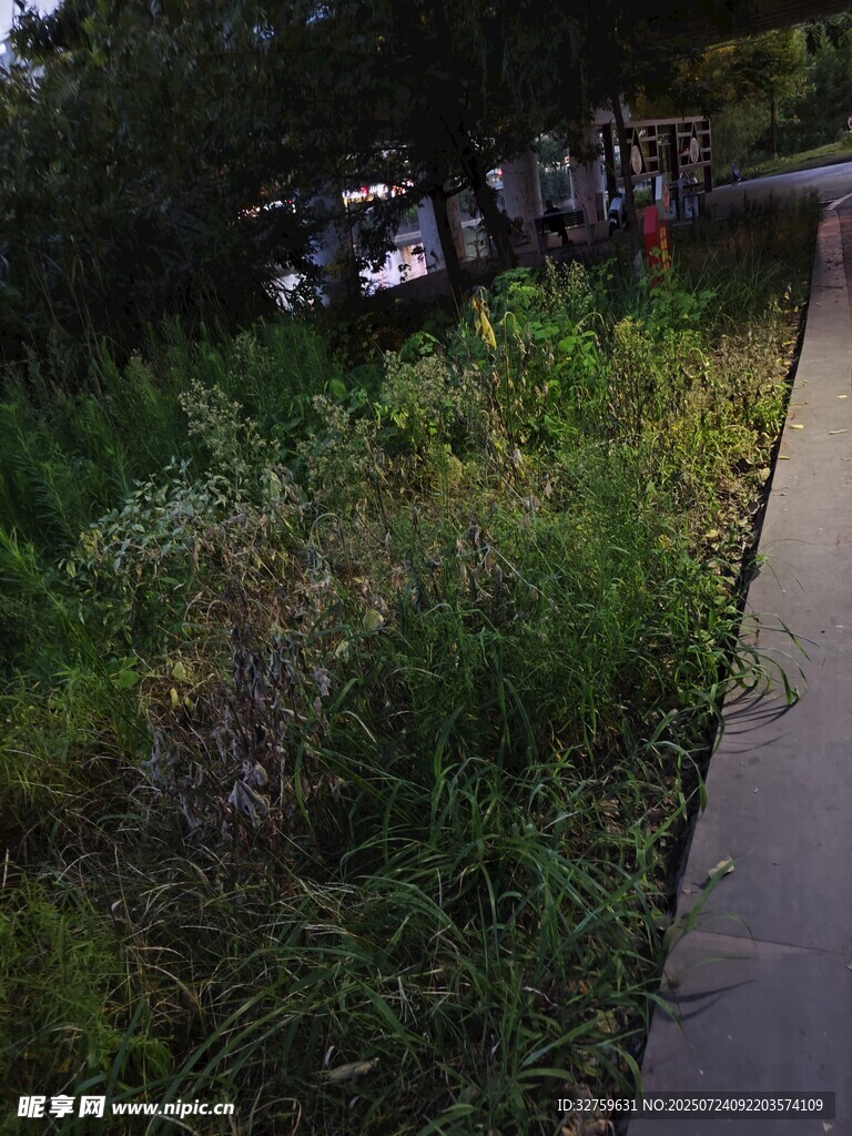 路边繁茂的绿色植物