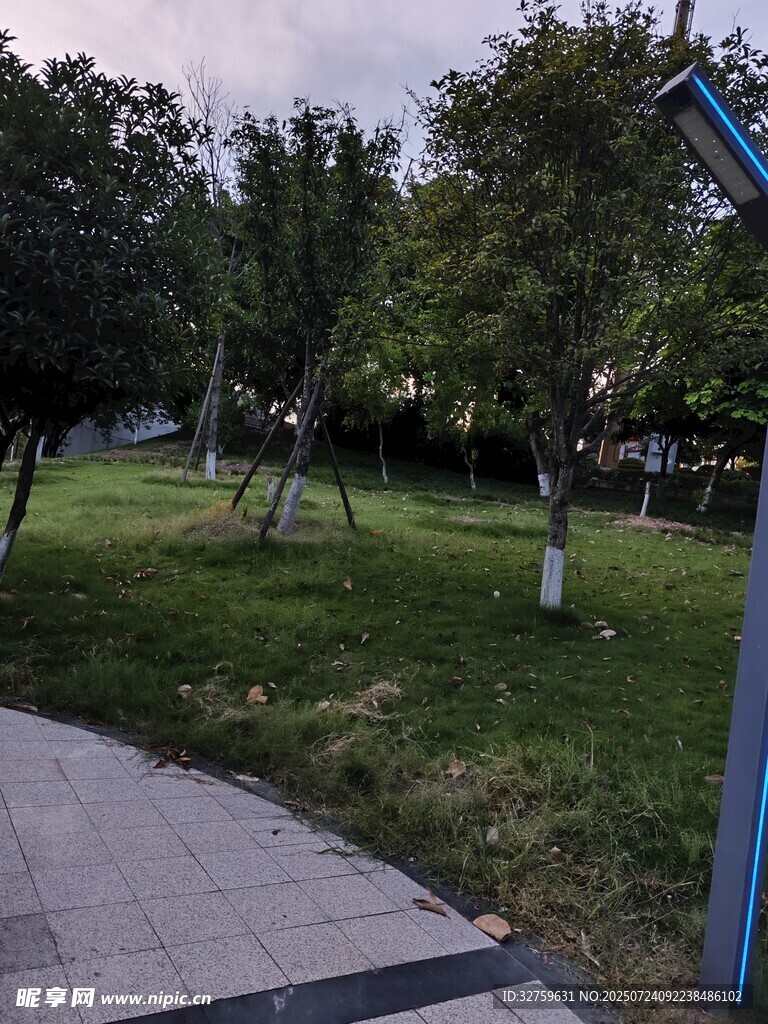 公园中的小径与绿植景观