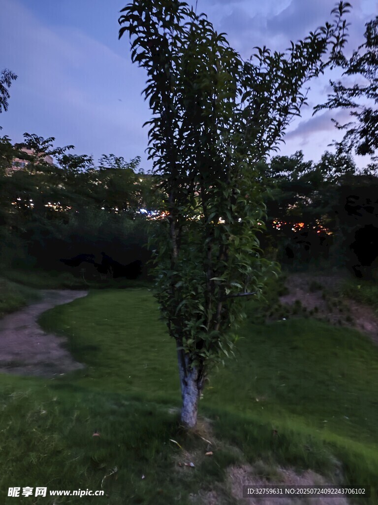 夜幕下的孤树与草地
