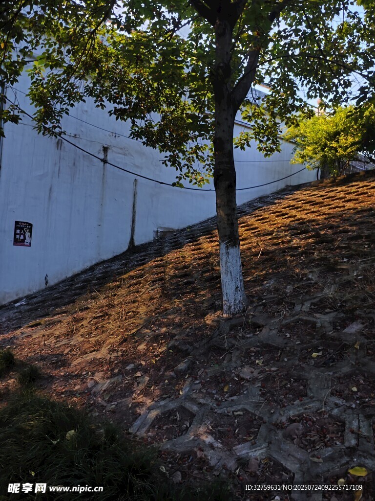 阳光下的树与白墙风景