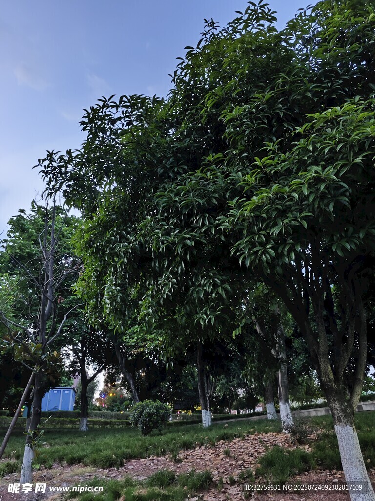 户外绿树成荫的自然景致